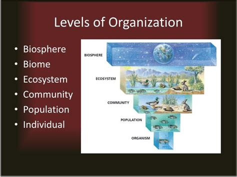 Ppt Levels Of Organization Powerpoint Presentation Id