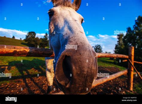 Funny Horse Close Up Stock Photo Alamy