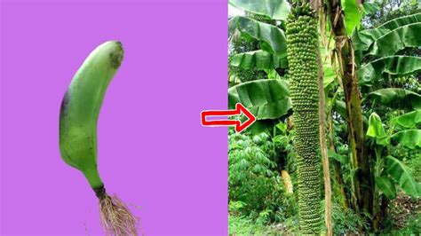 Unique Skill Of Growing Bananas From Bananas Youtube