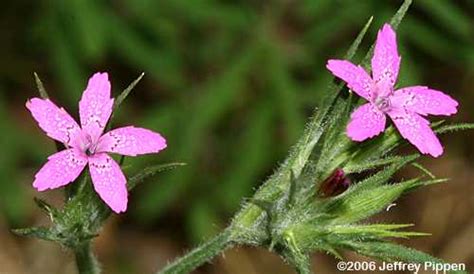 Gardeners can successfully grow a variety of flowering trees in the north carolina. NC Wildflowers - Caryophyllaceae