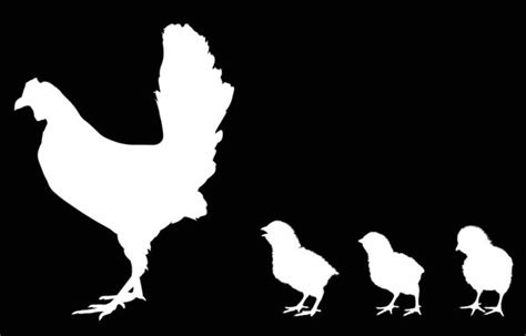 chickens roosters silhouettes vector collage set — stock vector © panthermediaseller 352369184