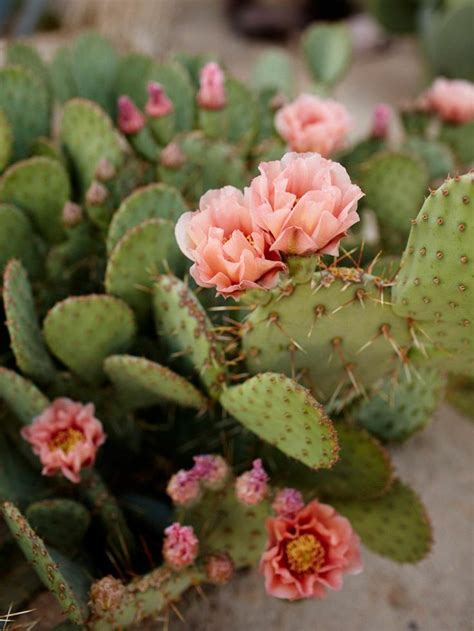 It attracts flies.don't want the flower just artfully displayed plants 114 best Cactus/Flowers images on Pinterest