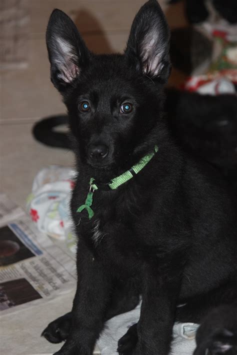 All Black German Shepherd Puppies For Sale In Michigan Vom Issam Haus