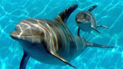 Dolphin Dies After Crowd Pulls It From Water