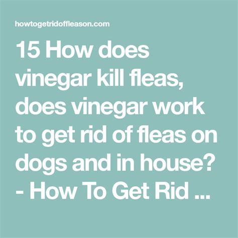 15 How Does Apple Cider Vinegar Kill Fleas Best Acv White Vinegar For