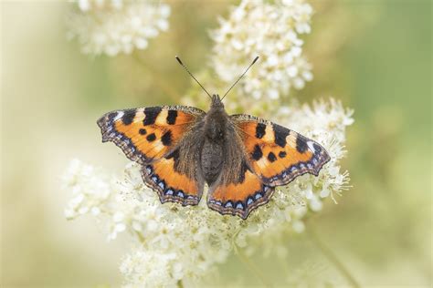 Small Tortoiseshell Butterfly Scotland Caroline Legg Flickr