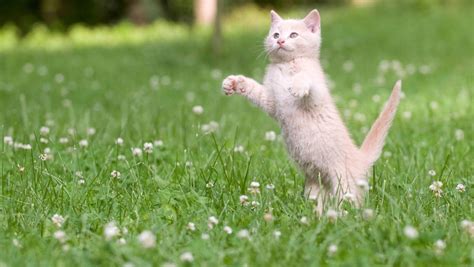 How High Can A Kitten Jump