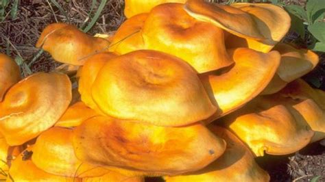 Jack O Lantern Mushrooms Are Poisonous Missouri Experts Say The