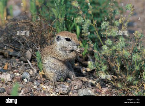 Round Tailed Ground Squirrel Citellus Tereticaudus Young Eating