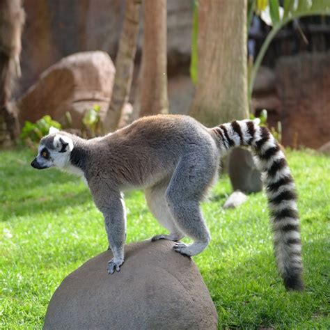 Lémur De Cola Anillada Bioparc Fuengirola