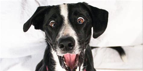 These Are Probably The Most Awkward Dogs Ever Funny Dogs Funny Animals