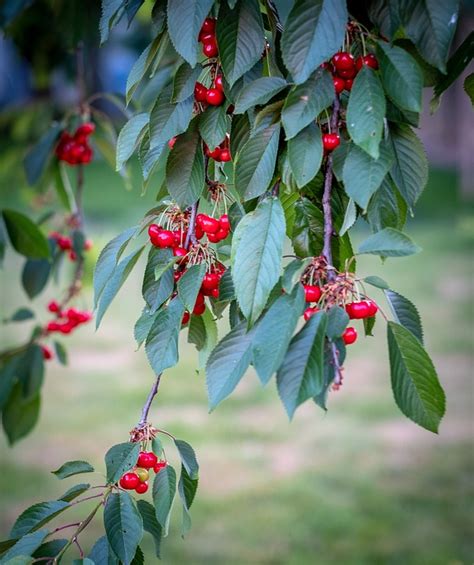 Japanese Cherry Tree Leaves