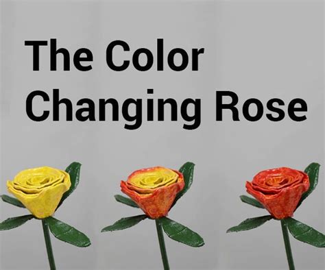 The Color Changing Rose 9 Steps With Pictures