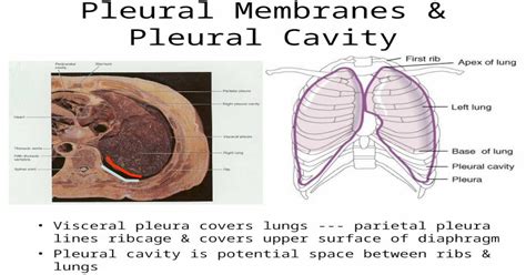 Pleural Membranes And Pleural Cavity Visceral Pleura Covers Lungs