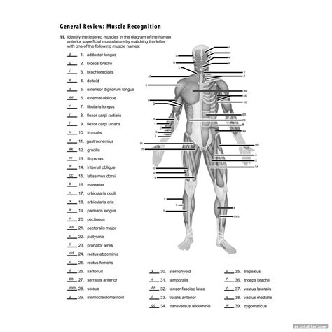 Muscle Man Worksheet Answers