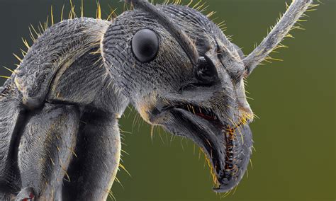 Face Your Fears Extreme Creepy Crawly Close Ups In Pictures