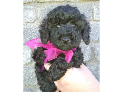 Usda licensed commercial breeders account for less than 20% of all breeders in the country. Miniature French Poodles puppies for sale Kimberley ...
