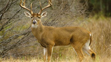 Hunting With Deer Dogs On National Forest Land Change Could Be Ahead