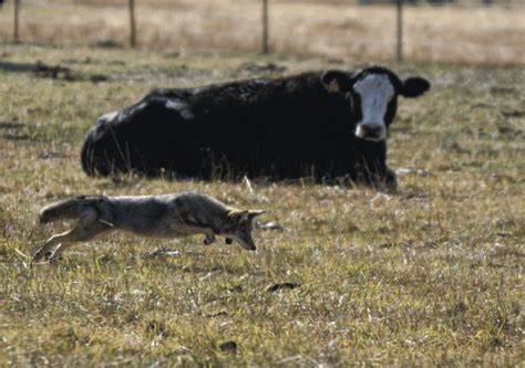 Coyotes Can Protect Your Livestock From Predators On Pasture