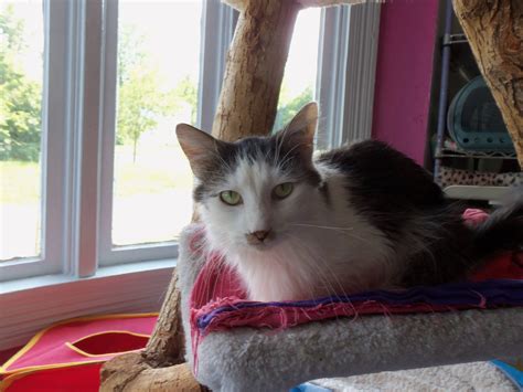 Cats Haven, Ltd Reviews and Ratings | Indianapolis, IN | Donate