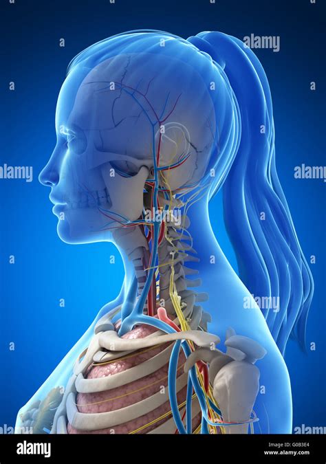 Rendu d illustration de l anatomie féminine Photo Stock Alamy
