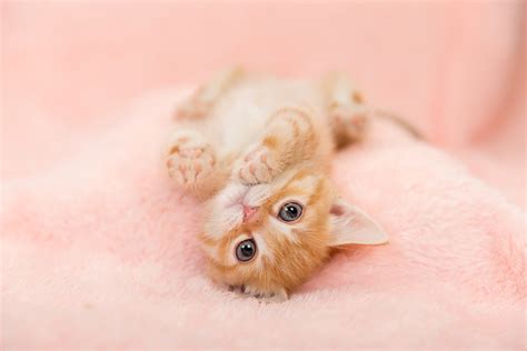3 Ideas For Cute Cat Photos