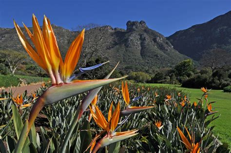 Kirstenbosch Jardin Botanique En Afrique Du Sud La Terre Est Un Jardin