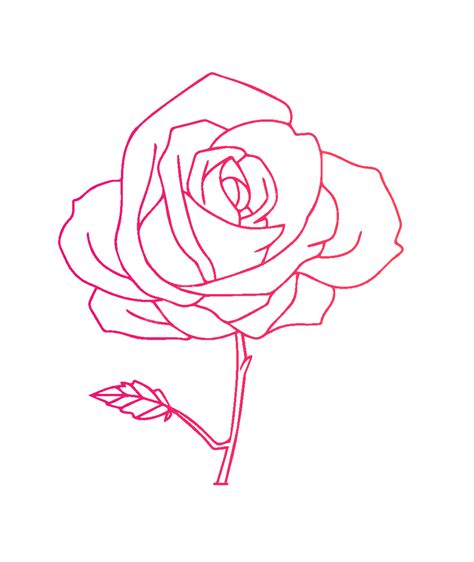 Dibujo Lineal De Rosas Del Día De San Valentín 520 Png Flor Flor