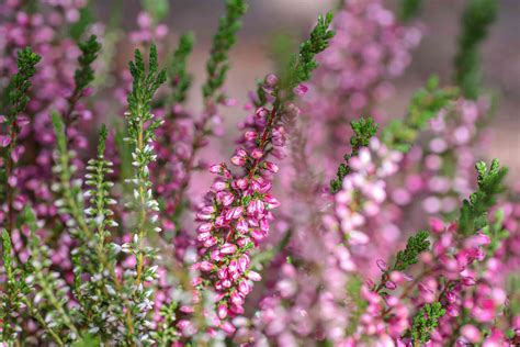 How To Grow And Care For Heather Shrubs