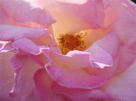 Rosa Blume Pinke Blumen Kostenloses Foto Auf Pixabay Pixabay