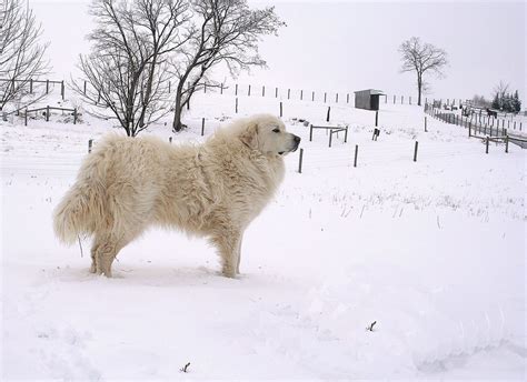 Snow Dog My Great Pyrenees Livestock Guardian Dog Mccomb Flickr
