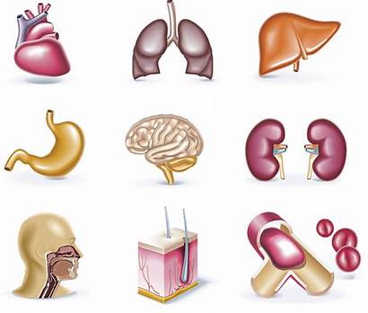 Anatomy Human Vector Illustrations Graphics Organs Heart