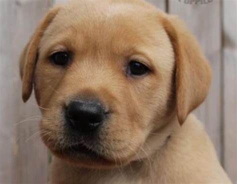 Favorite this post jul 21 small dog crate. Labrador Retriever puppy dog for sale in Long Beach ...