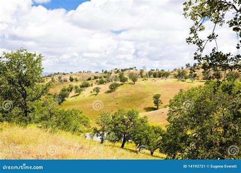 Trees On Rolling Hills Stock Image Image Of Cloud Grass 14193721
