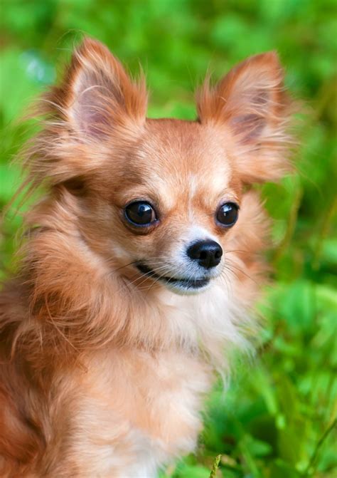 Are Long Haired Chihuahuas Good Pets Pets Retro