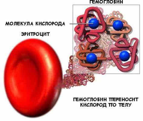 Высокий гемоглобин у женщин диета