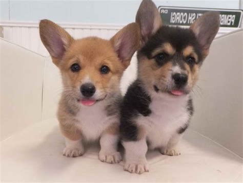 Read our comprehensive free guide to breeding welsh corgis when wondering how to breed corgis, a dog breeder must understand the differences between the the breed club of pembroke welsh corgis in america promotes the banding of tails of puppies at. Akc Corgi Breeders | PETSIDI