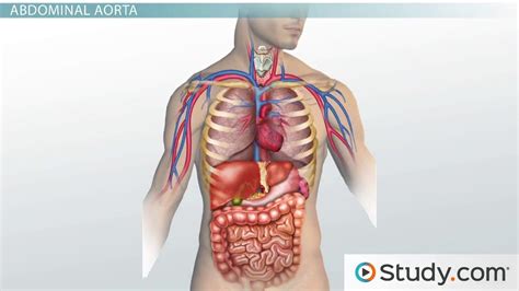The stomach lies within the superior aspect of the abdomen. Major Blood Vessels: Descending Aorta - Thoracic and ...