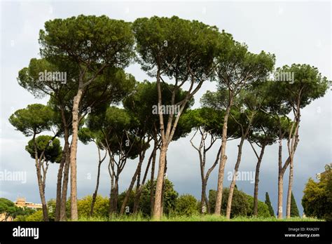 Italian Pine Nut Trees In Rome Stock Photo Alamy