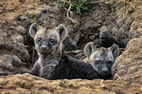 Hyena Pups Shutterbug