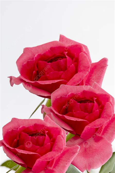 Background Photo Background Pink Rose Mawar Mawar Merah Muda Bunga