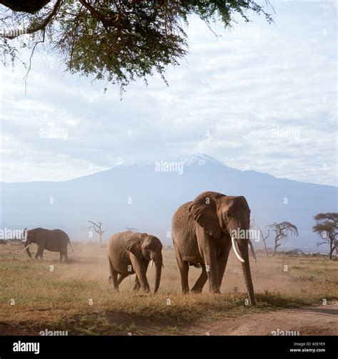 Kenya Safari Elephants In Front Of Mount Kilimanjaro Amboseli