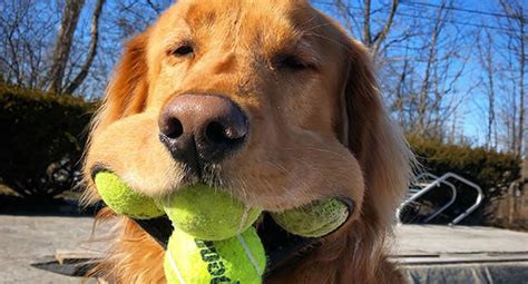 This Dog Holds The Guinness World Record For Most Tennis Balls In His