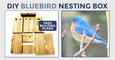 Free Bluebird Nesting Box Plans Step By Step Tutorial Blue Bird