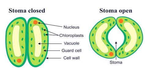 What Is The Function Of Stomata In Leaf