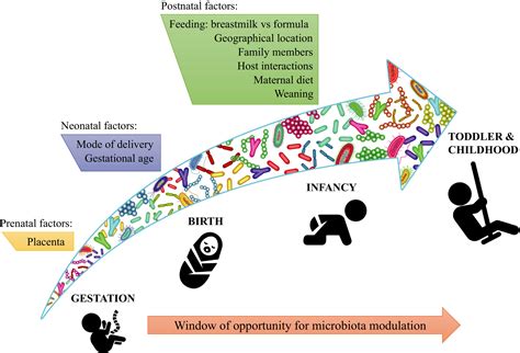 Health Benefits Conferred By The Human Gut Microbiota During Infancy