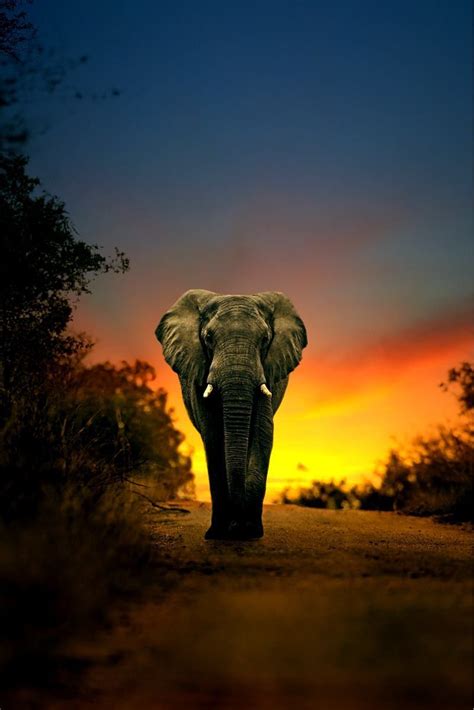 Pin By Theresa Leitch On Animals Elephant Day Elephant Photography