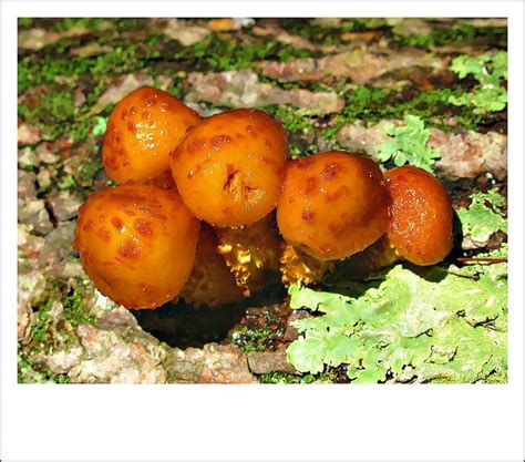 Orange Mushrooms Stuffed Mushrooms Orange Mushrooms Orange