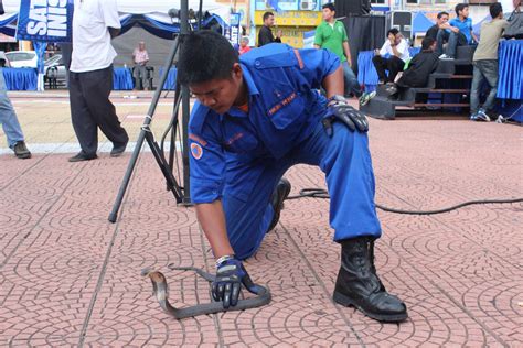 Tedung selar 13kaki ijok selangor 2722018. Kulaan Niring: Lensa Niring 4 : Ular Tedung Selar Mengamuk ...
