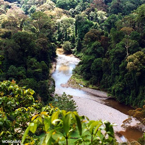 Deforestation and degradation of tropical forests account for roughly 10 percent of global greenhouse emissions from human activities. Location Tropical Rainforest Africa - Where Are ...